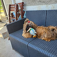 Hermès participe au concours pour gagner de l'argent avec cette photo : dog, toy, bow, outdoor, couch, woven_furniture, patio, relaxed, long_hair, stuffed_toy, brown_dog, playful, furniture, wooden_chair, wall, sunlight, floor, pet, domestic_animal, animal