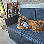 dog, toy, bow, outdoor, couch, woven_furniture, patio, relaxed, long_hair, stuffed_toy, brown_dog, playful, furniture, wooden_chair, wall, sunlight, floor, pet, domestic_animal, animal
