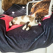 Moka a rejoint le concours — aidez-le/la à gagner de superbes lots ! cat, chair, blanket, pillow, animal, pet, fur, indoor, relaxing, resting, home, cozy, floor, wood, decor, comfort, sleeping, cute, mammal, feline