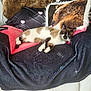 cat, chair, blanket, pillow, animal, pet, fur, indoor, relaxing, resting, home, cozy, floor, wood, decor, comfort, sleeping, cute, mammal, feline