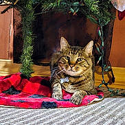 Leo joined the competition — help win amazing prizes! cat, tabby, pet, animal, indoor, blanket, plaid, christmas_decor, greenery, carpet, feline, whiskers, collar, tag, resting, cute, cozy, holiday, decorations, fur