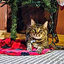 cat, tabby, pet, animal, indoor, blanket, plaid, christmas_decor, greenery, carpet, feline, whiskers, collar, tag, resting, cute, cozy, holiday, decorations, fur