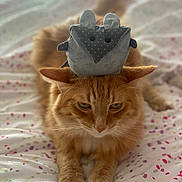 Mac-N-cheese is registered to the contest to win money with this photo: animal, bed, cat, close_up, cute, domestic_cat, ears, fabric_toy, feline, fluffy, indoor, lying_down, orange_cat, patterned_bedspread, paws, pet, resting, soft_light, toy_on_head, whiskers
