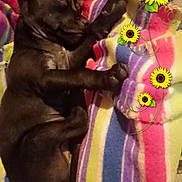 Mary Jane joined the competition — help win amazing prizes! cat, black_cat, sleeping, lying_down, blanket, striped_blanket, sunflowers, flowers, floral_decoration, indoor, cozy, relaxed, pet, feline, whiskers, paws, tail, colorful, fabric, portrait