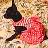 Mary Jane joined the competition — help win amazing prizes! dog, black_dog, small_dog, pet, animal, costume, clothing, red_outfit, striped_fabric, polka_dots, blanket, floral_pattern, indoor, lying_down, sitting, side_view, tail, ears, cute, portrait
