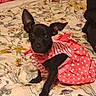 Mary Jane is registered to the contest to win money with this photo: dog, puppy, black_dog, small_dog, pet, animal, wearing_clothes, pink_outfit, polka_dots, striped_clothing, collar, lying_down, bed, bedspread, floral_pattern, bedroom, indoors, portrait, cute, giant_ears