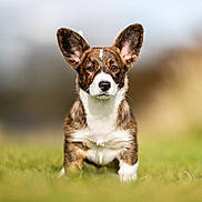 Hector joined the competition — help win amazing prizes! alert, animal, blurred_background, brown, canine, cute, dog, ears, field, fur, grass, mammal, nature, outdoor, pet, portrait, puppy, standing, white, young