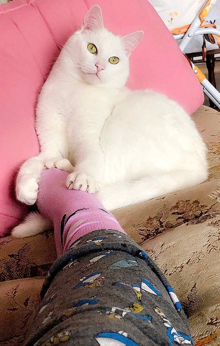 Chips participe au concours pour gagner de l'argent avec cette photo : carnivore, cat, fawn, felidae, fur, khao_manee, kitten, persian, pink, ragdoll, sand, small_to_medium_sized_cats, tail, turkish_angora, turkish_van, whiskers, white