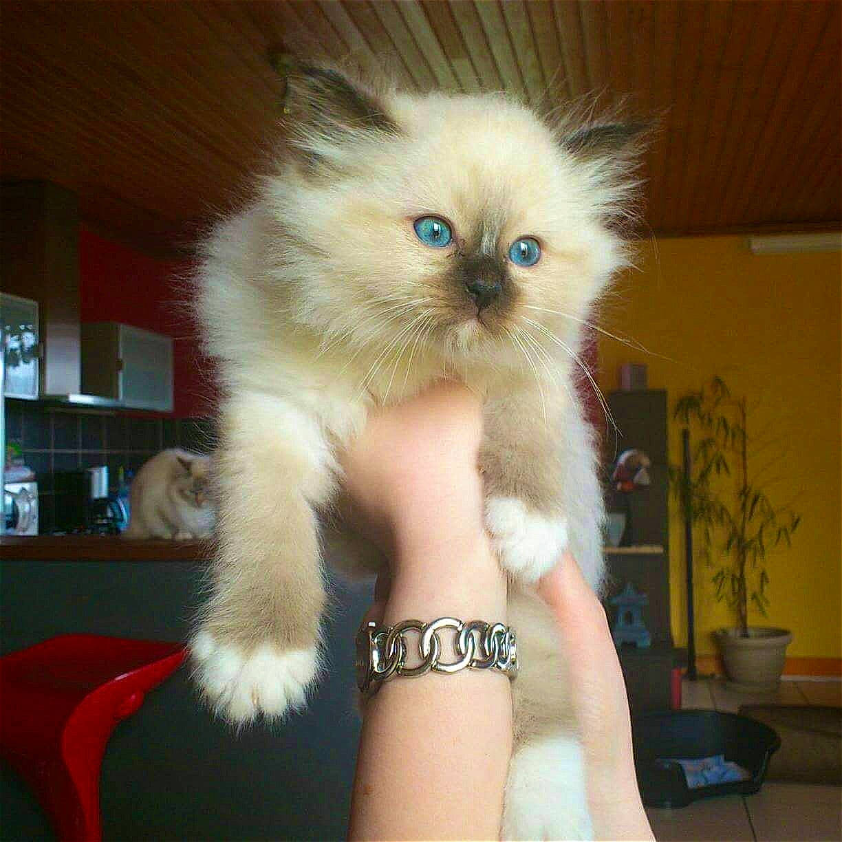 Chips participe au concours pour gagner de l'argent avec cette photo : asian, asian_semi_longhair, balinese, birman, carnivore, cat, claw, domestic_long_haired_cat, fawn, felidae, fur, himalayan, kitten, mammal, persian, ragdoll, small_to_medium_sized_cats, thai, vertebrate, whiskers