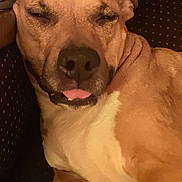 Naha a rejoint le concours — aidez-le/la à gagner de superbes lots ! animal, brown_fur, canine, chair, close_up, companion, cute, dog, domestic, furry, indoor, mammal, pet, portrait, relaxed, resting, sleepy, snout, tongue_out, white_chest