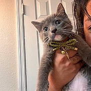 Laki joined the competition — help win amazing prizes! cat, kitten, gray_cat, white_paws, bow_tie, pet, indoor, person_hand, door, wall, spray_bottle, curious, whiskers, close_up, feline, cute, domestic_animal, portrait, animal_accessory, household