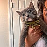cat, kitten, gray_cat, white_paws, bow_tie, pet, indoor, person_hand, door, wall, spray_bottle, curious, whiskers, close_up, feline, cute, domestic_animal, portrait, animal_accessory, household