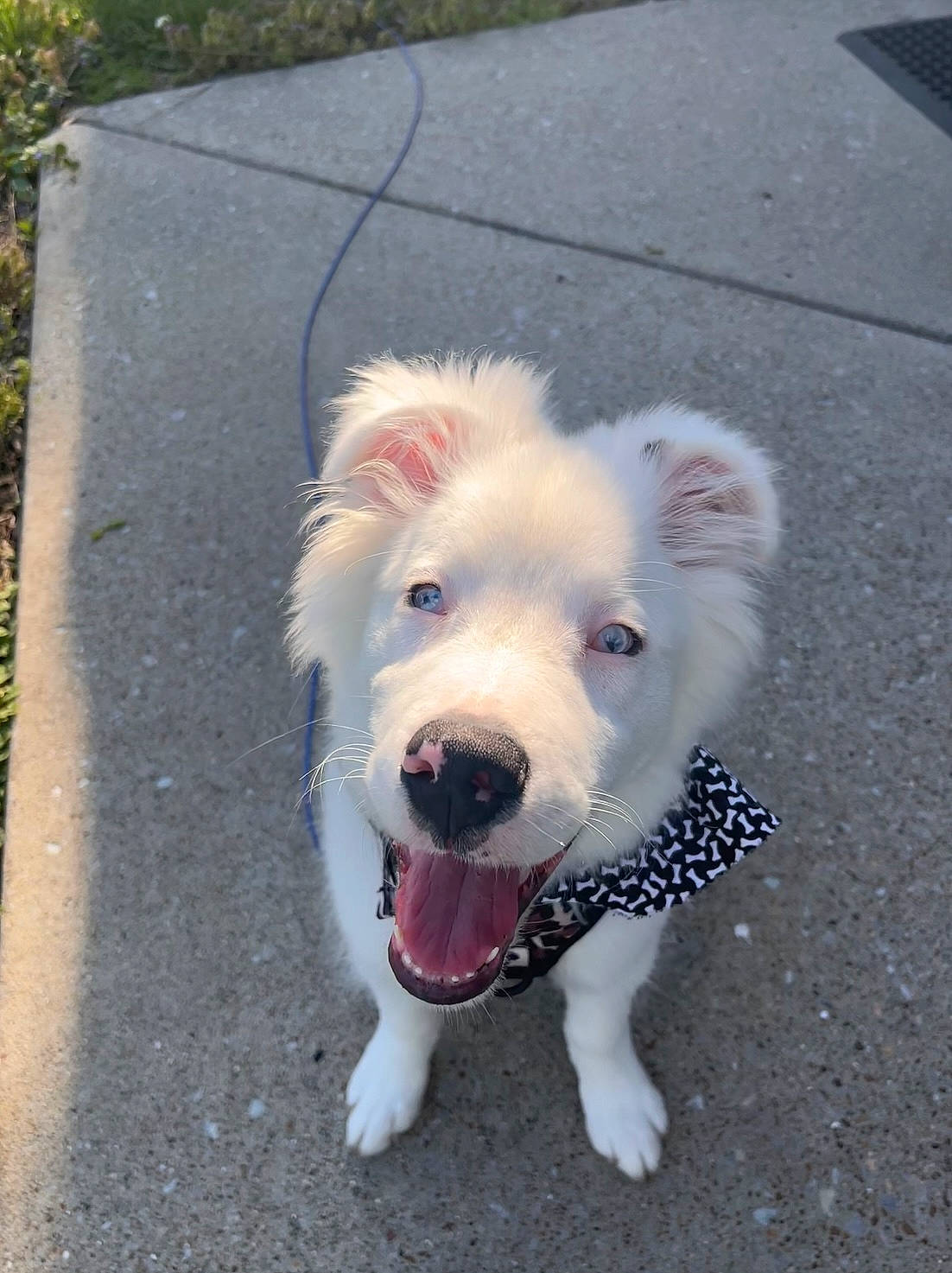 Coop joined the competition — help win amazing prizes! asphalt, carnivore, collar, companion_dog, concrete, dog, dog_breed, dog_collar, dog_supply, fang, fur, leash, pet_supply, road_surface, sidewalk, street_dog, tail, tar, whiskers, working_animal