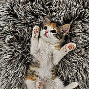 Penny joined the competition — help win amazing prizes! animal, cat, closeup, cute, fluffy, fur, indoor, kitten, lying_down, paws, pet, pink_nose, playful, relaxed, shaggy_rug, small, tabby, whiskers, white_fur, young