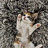 animal, cat, closeup, cute, fluffy, fur, indoor, kitten, lying_down, paws, pet, pink_nose, playful, relaxed, shaggy_rug, small, tabby, whiskers, white_fur, young
