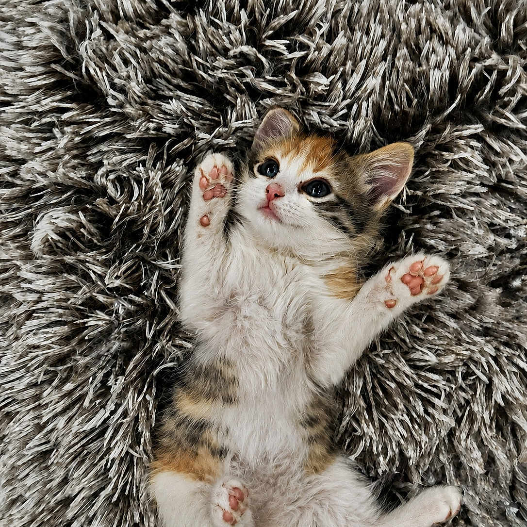 Penny