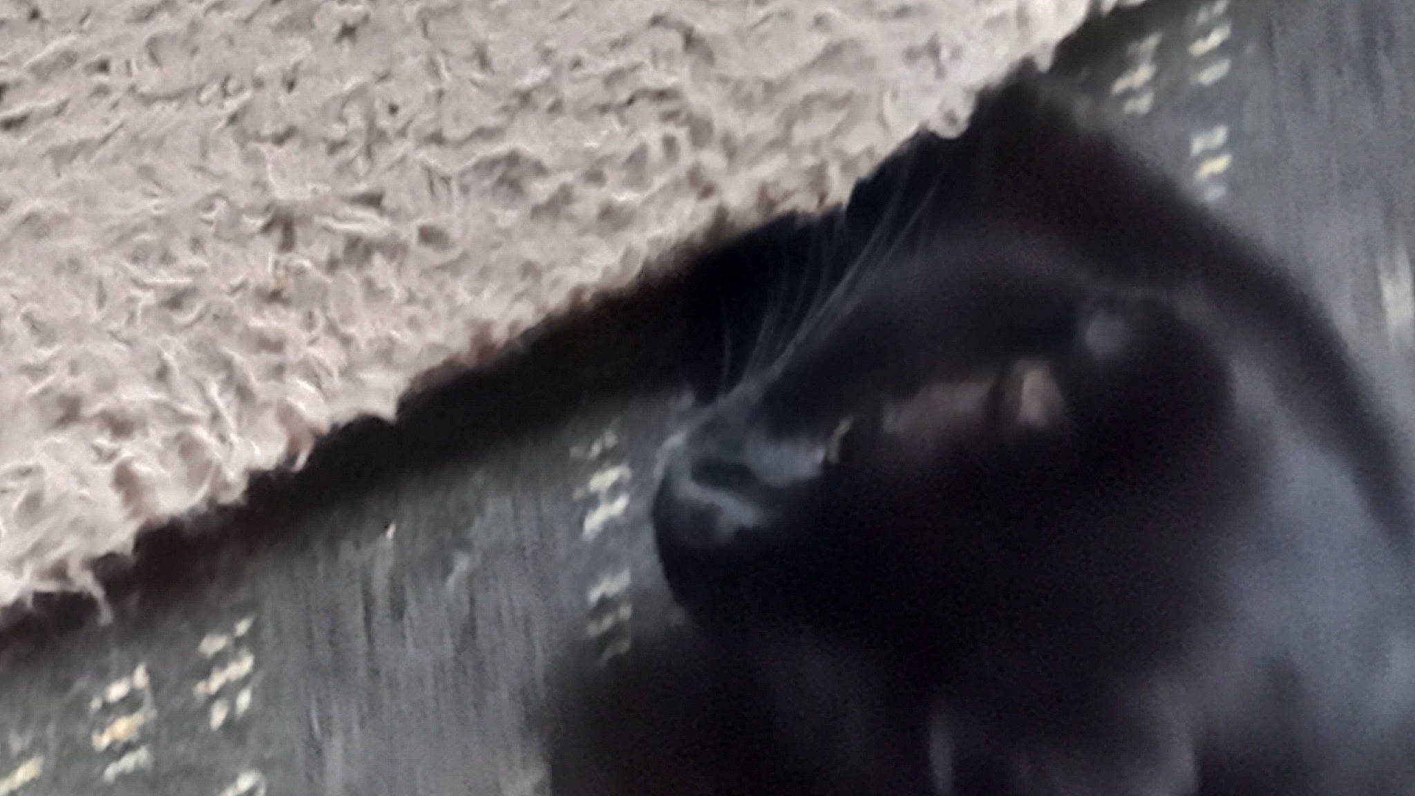 Nutter Adams is registered to the contest to win money with this photo: asphalt, automotive_tire, concrete, darkness, flooring, freezing, fur, geological_phenomenon, human_leg, landscape, macro_photography, monochrome, monochrome_photography, road_surface, shadow, soil, tail, winter