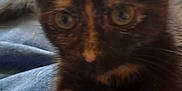 Star joined the competition — help win amazing prizes! animal, blur, cat, closeup, clothing, cute, domestic, ears, eyes, feline, footwear, fur, indoor, jeans, lap, person, pet, shoe, tortoiseshell, whiskers