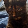 animal, blur, cat, closeup, clothing, cute, domestic, ears, eyes, feline, footwear, fur, indoor, jeans, lap, person, pet, shoe, tortoiseshell, whiskers