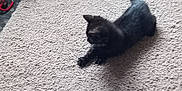 Star joined the competition — help win amazing prizes! kitten, black_cat, carpet, toy, blue, stretching, indoor, home, clothes, container, floor, pet, small, feline, animal, curious, young, cozy, messy, playful