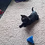 kitten, black_cat, carpet, toy, blue, stretching, indoor, home, clothes, container, floor, pet, small, feline, animal, curious, young, cozy, messy, playful