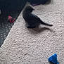 cat, blur, carpet, toy, indoor, black_cat, motion, playful, household, floor, furniture, blanket, remote_control, stuffed_toy, fabric, room, pet, animal, shadow, soft_surface