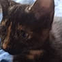 animal, blur, blurred, cat, close_up, couch, cute, domestic, ears, feline, fur, furniture, indoor, kitten, lap, pet, soft, tortoiseshell, whiskers, young