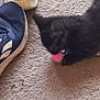 animal, black_cat, blue, carpet, curious, domestic_cat, feline, floor, footwear, indoor, kitten, paw, pet, play, side_view, small, sneakers, texture, toy, young