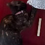 animal, blurry, cat, collar, dark_fur, domestic_cat, feline, furniture, gray_toy, indoor, motion_blur, pet, playing, reaching, red_wall, scratching_post, side_view, soft_surface, toy, vertical