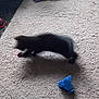 cat, black_cat, carpet, toy, indoor, blurry, pet, animal, playing, movement, floor, home, furniture, stuffed_toy, purple_cloth, blue_object, shadow, domestic, cute, kitten