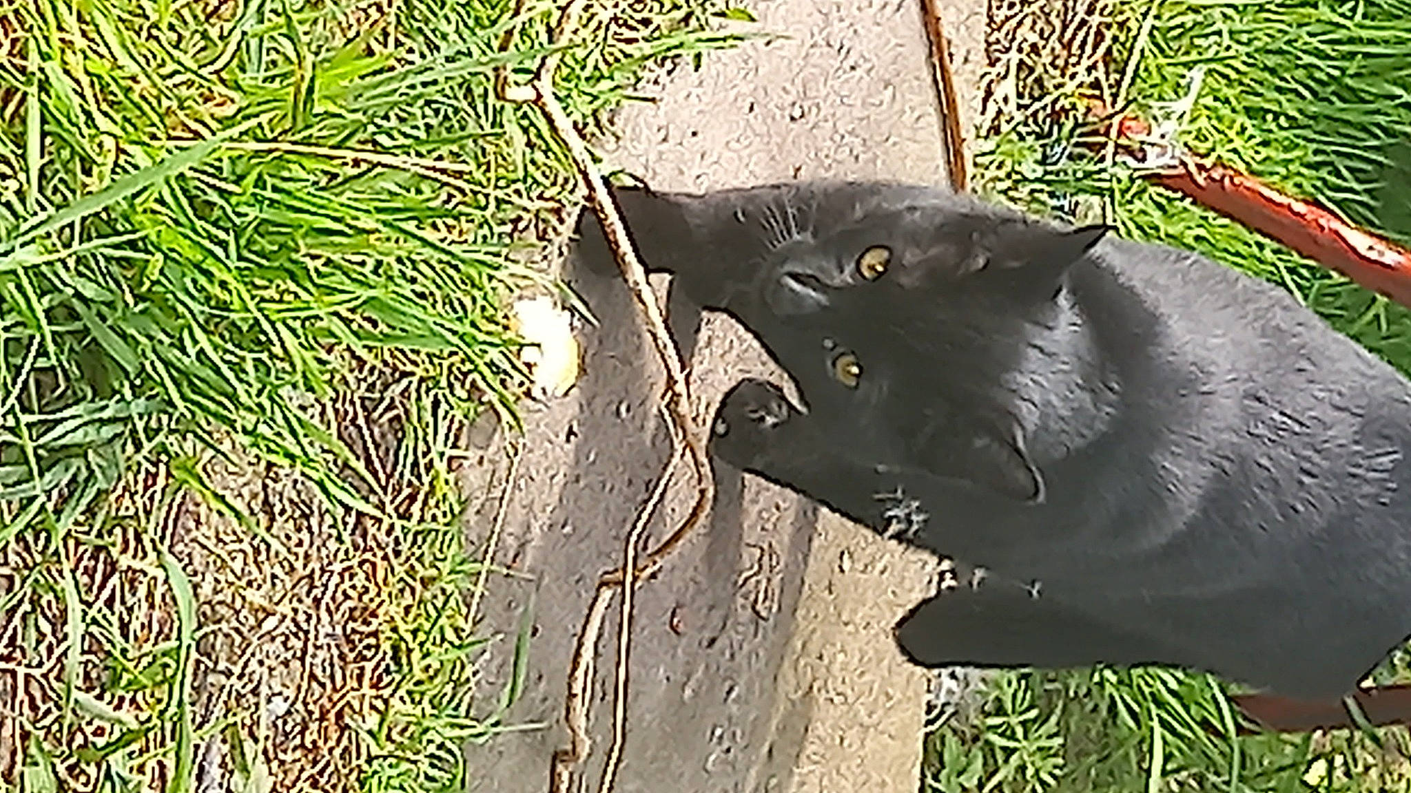 Nutter is registered to the contest to win money with this photo: art, black_cat, bombay, carnivore, cat, domestic_short_haired_cat, felidae, fur, grass, groundcover, plant, small_to_medium_sized_cats, snout, soil, tail, terrestrial_animal, terrestrial_plant, tree, whiskers, wildlife