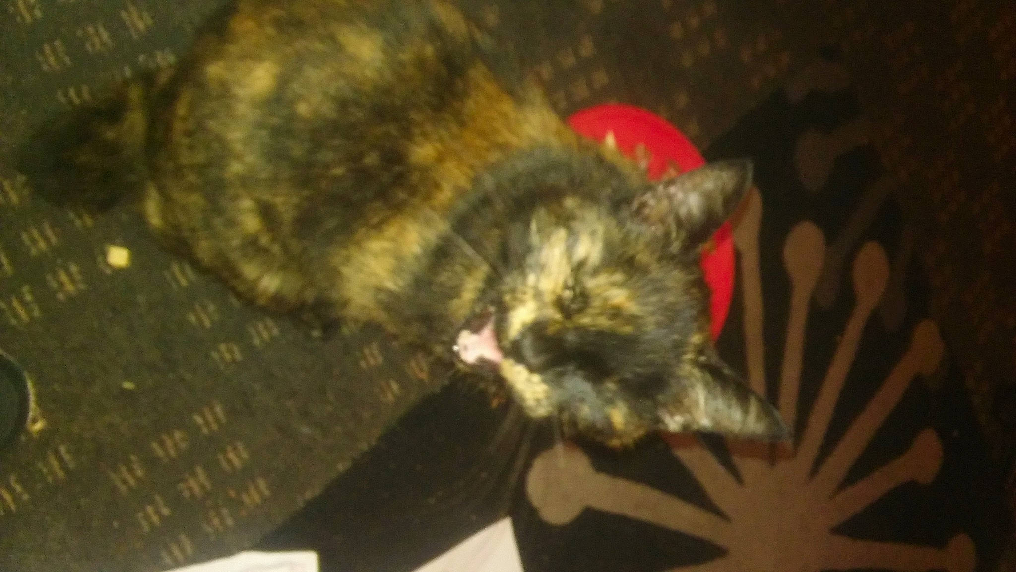 Agatha is registered to the contest to win money with this photo: carnivore, cat, claw, darkness, dog_breed, domestic_short_haired_cat, felidae, fur, small_to_medium_sized_cats, tail, terrestrial_animal, whiskers, wildlife