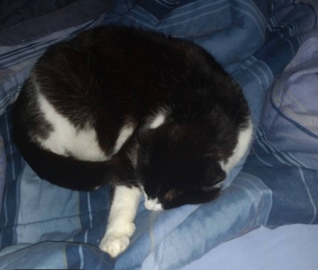 Ashford joined the competition — help win amazing prizes! carnivore, cat, claw, comfort, couch, dog_breed, domestic_short_haired_cat, felidae, fur, nap, paw, small_to_medium_sized_cats, snout, sporting_group, tail, terrestrial_animal, whiskers