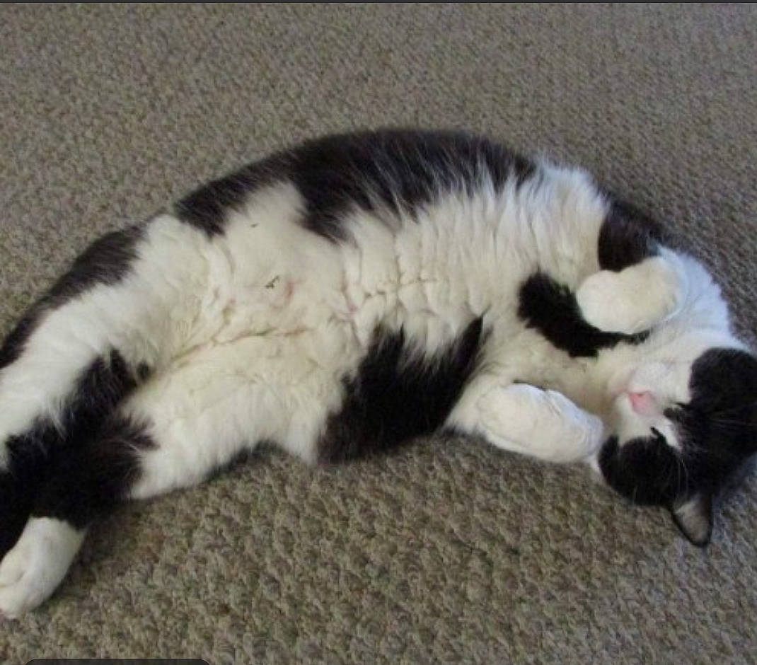 Ashford is registered to the contest to win money with this photo: carnivore, cat, comfort, dog_breed, domestic_short_haired_cat, felidae, fur, nap, paw, sleep, small_to_medium_sized_cats, tail, terrestrial_animal, whiskers