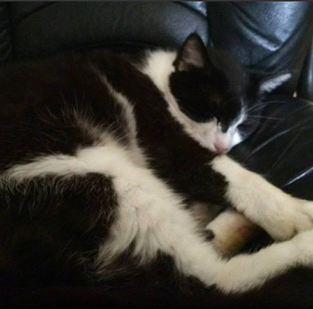 Ashford joined the competition — help win amazing prizes! carnivore, cat, claw, cloud, comfort, domestic_short_haired_cat, felidae, fur, human_leg, monochrome_photography, paw, sky, small_to_medium_sized_cats, snout, square, tail, whiskers, window