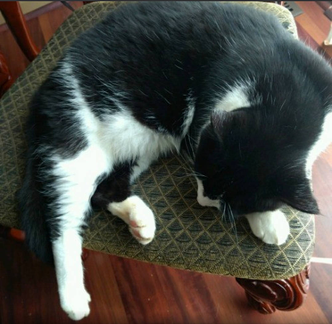 Ashford joined the competition — help win amazing prizes! canidae, carnivore, cat, claw, comfort, dog_breed, domestic_short_haired_cat, felidae, flooring, fur, hardwood, mammal, paw, small_to_medium_sized_cats, snout, sporting_group, tail, vertebrate, whiskers, wood