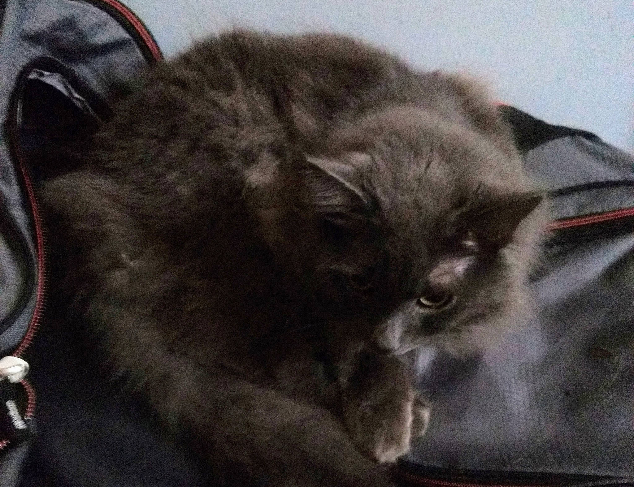 Grouchy joined the competition — help win amazing prizes! black_cat, carnivore, cat, cat_supply, claw, comfort, domestic_short_haired_cat, felidae, fur, grey, nap, paw, sleep, small_to_medium_sized_cats, snout, tail, terrestrial_animal, whiskers