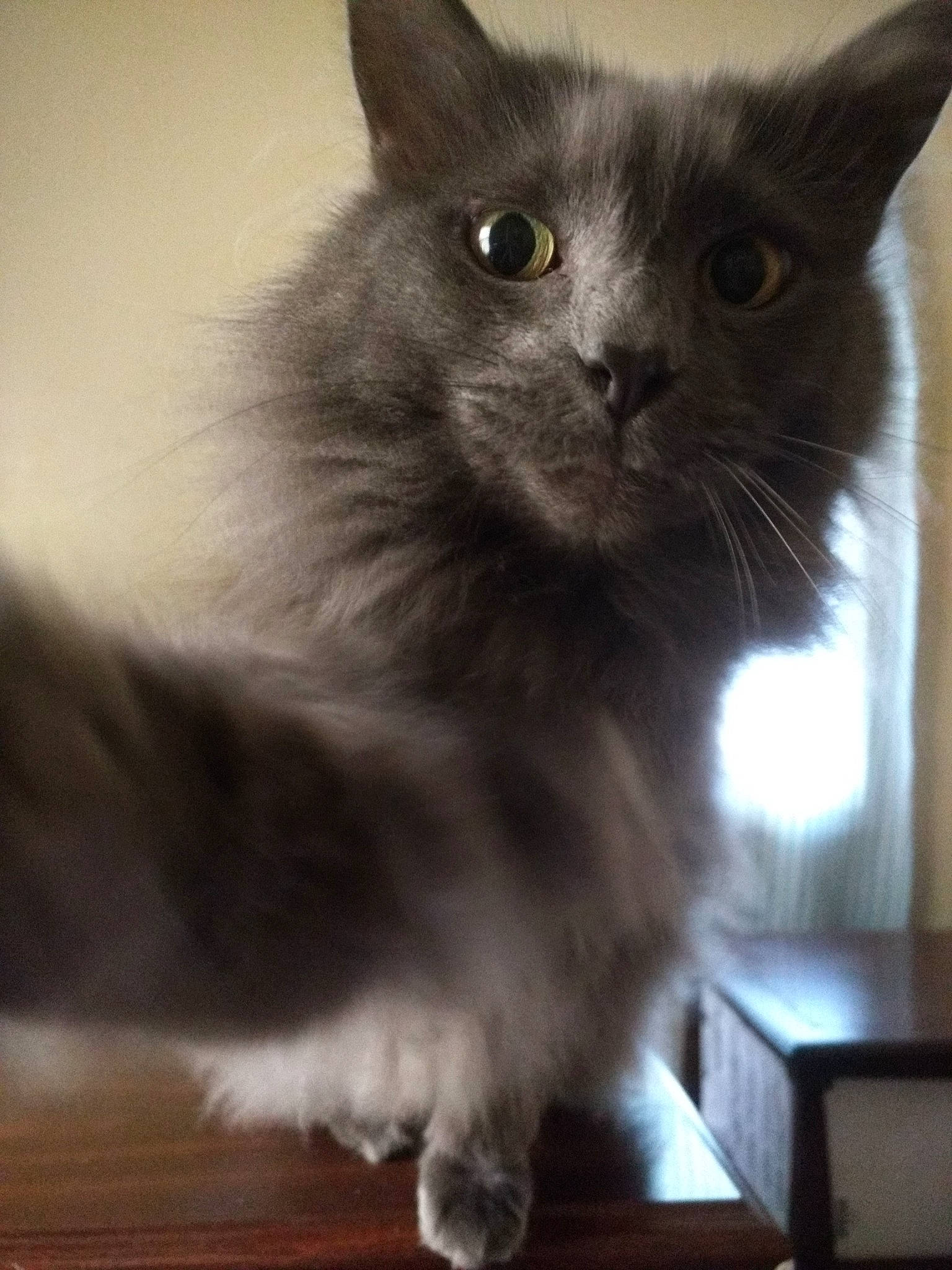 Grouchy joined the competition — help win amazing prizes! black_cat, british_longhair, carnivore, cat, claw, domestic_short_haired_cat, felidae, fur, grey, monochrome_photography, small_to_medium_sized_cats, snout, tail, whiskers, window