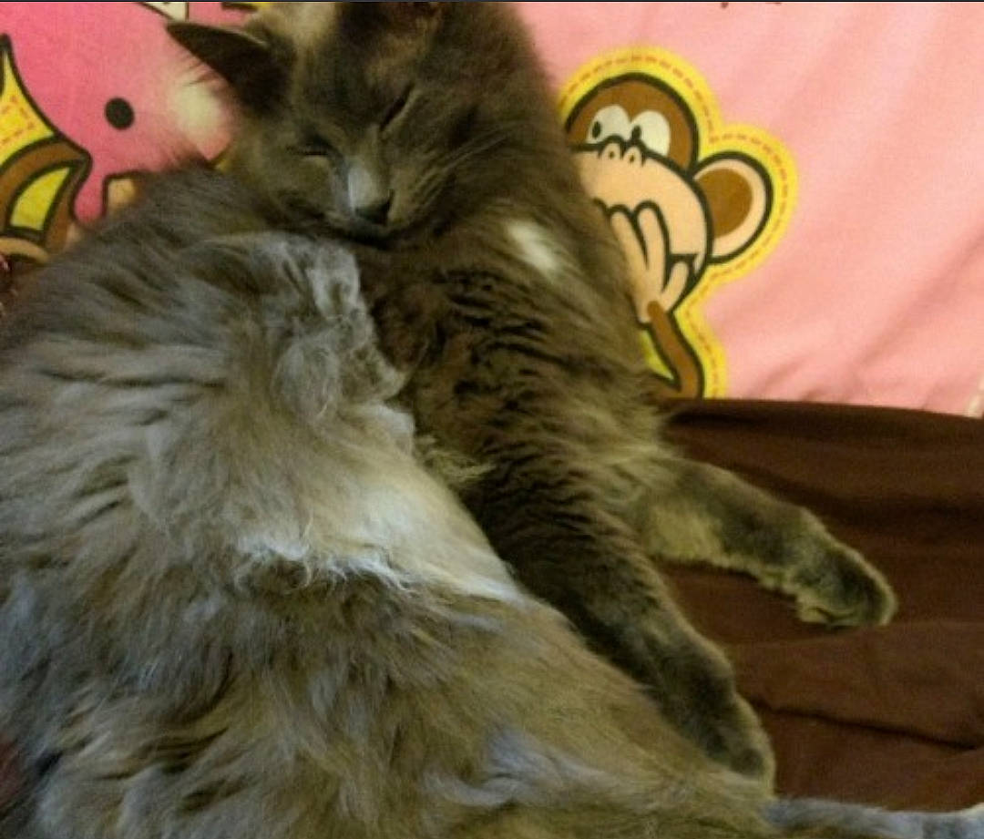 Grouchy joined the competition — help win amazing prizes! british_longhair, carnivore, cat, claw, comfort, domestic_short_haired_cat, felidae, fur, grey, maine_coon, paw, persian, ragdoll, small_to_medium_sized_cats, tail, terrestrial_animal, whiskers