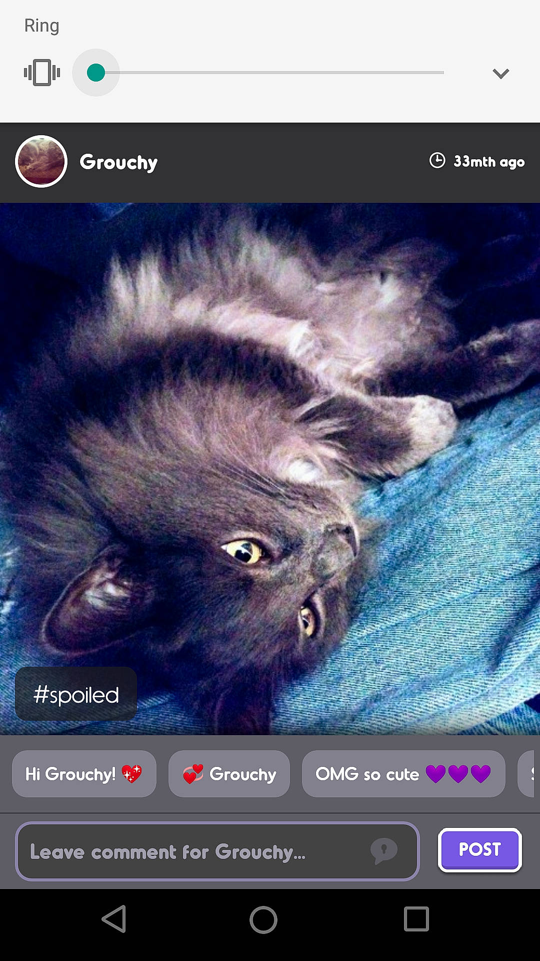 Grouchy is registered to the contest to win money with this photo: carnivore, cat, darkness, electric_blue, felidae, font, fur, gesture, light, multimedia, organism, photo_caption, photograph, photography, screenshot, small_to_medium_sized_cats, snapshot, snout, technology, whiskers