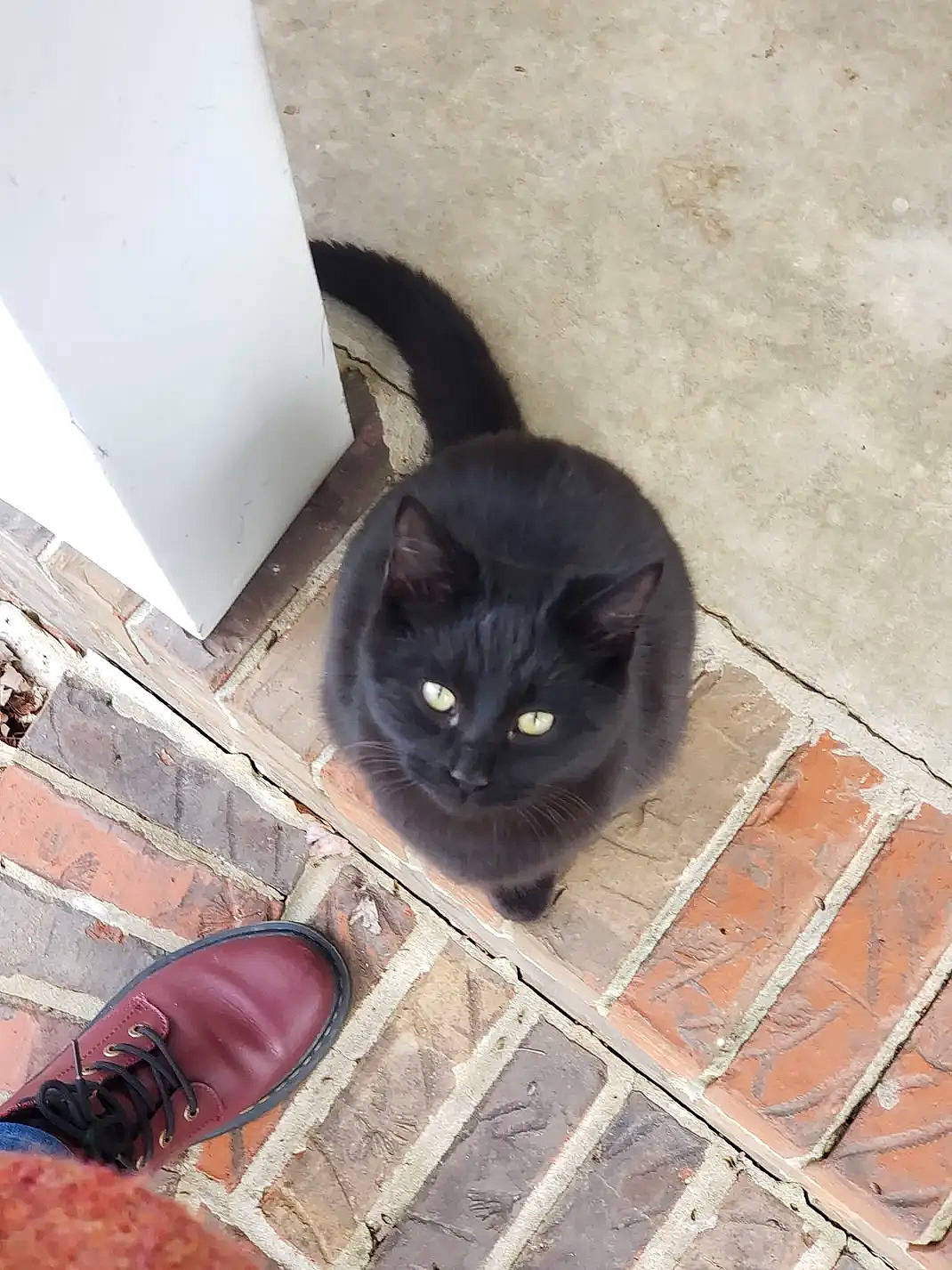 Shadow is registered to the contest to win money with this photo: black_cat, bombay, carnivore, cat, domestic_short_haired_cat, eye, fawn, felidae, flooring, fur, grey, human_leg, line, road_surface, small_to_medium_sized_cats, snout, tail, tints_and_shades, whiskers, wood