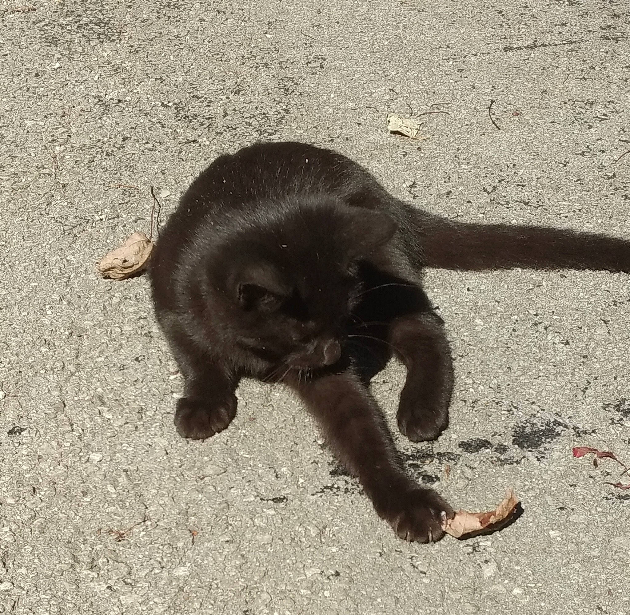 Shadow is registered to the contest to win money with this photo: asphalt, canidae, carnivore, cat, claw, dog_breed, felidae, fur, marine_mammal, paw, road_surface, sand, shadow, small_to_medium_sized_cats, soil, sporting_group, suidae, tail, terrestrial_animal, working_animal