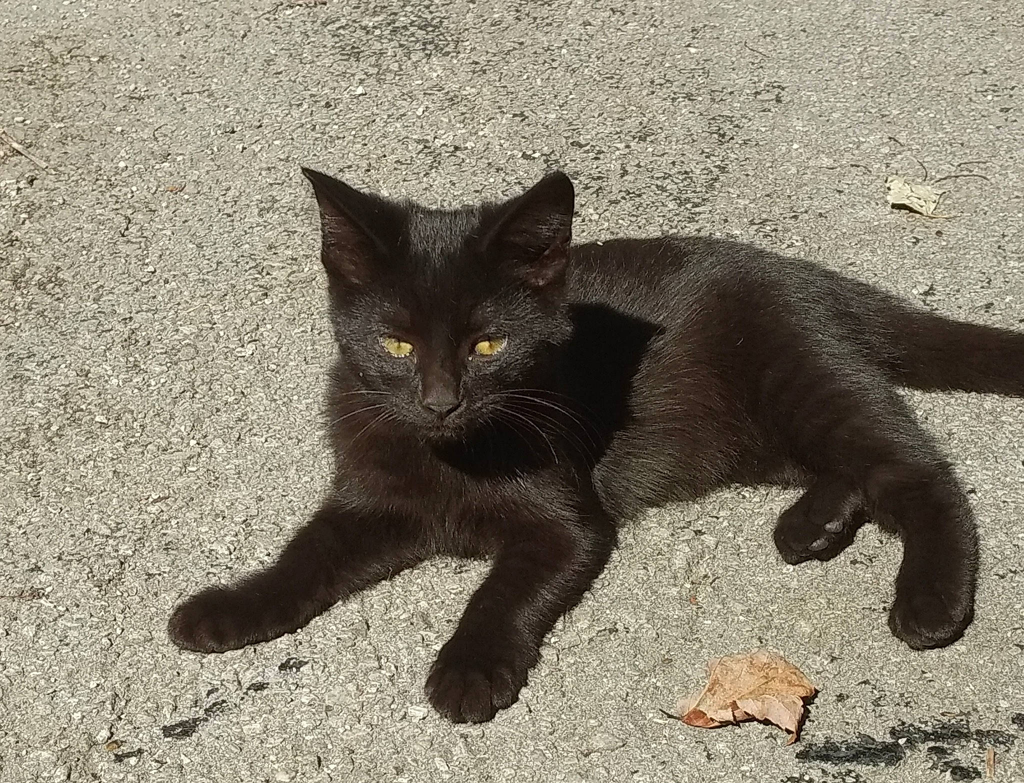 Shadow joined the competition — help win amazing prizes! asphalt, black_cat, carnivore, cat, claw, domestic_short_haired_cat, eye, felidae, fur, grey, paw, plant, road_surface, sand, shadow, small_to_medium_sized_cats, snout, tail, terrestrial_animal, whiskers