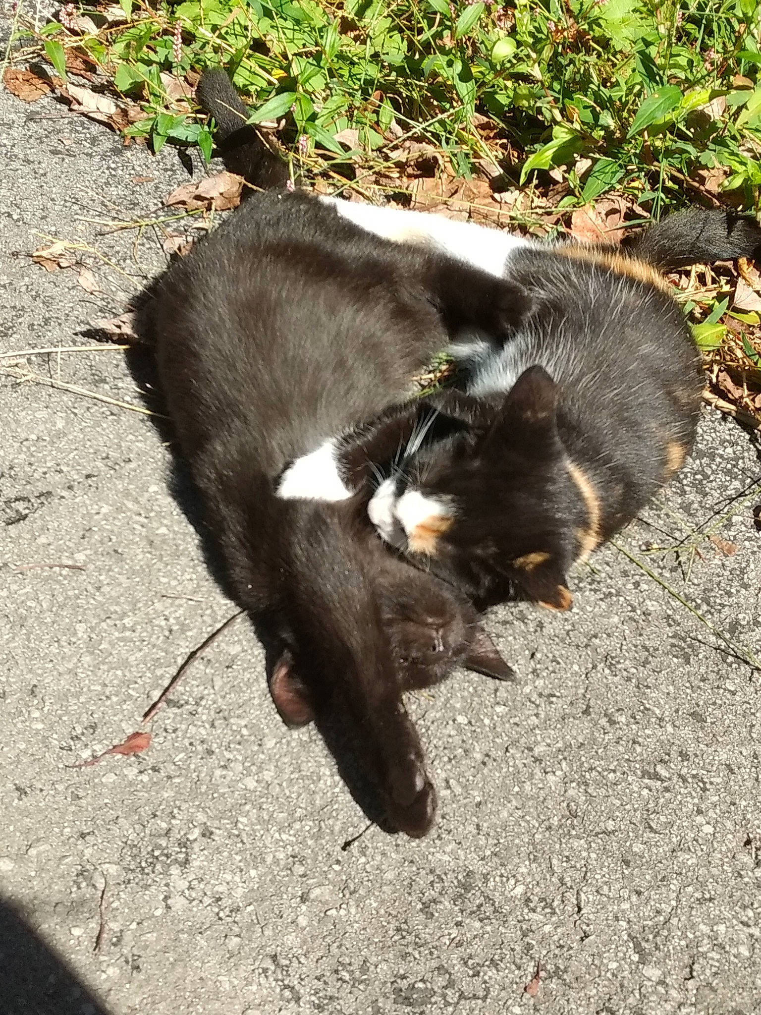 Shadow joined the competition — help win amazing prizes! black_cat, canidae, carnivore, cat, claw, dog_breed, domestic_short_haired_cat, felidae, fur, grass, paw, plant, shadow, small_to_medium_sized_cats, snout, sporting_group, tail, terrestrial_animal, whiskers, wildlife