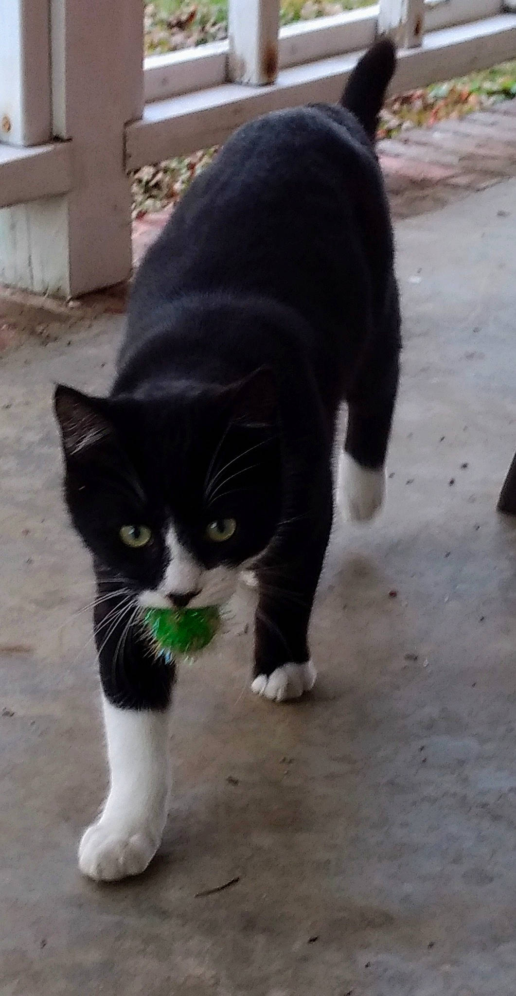 Peanut joined the competition — help win amazing prizes! black_cat, canidae, carnivore, cat, dog_breed, domestic_short_haired_cat, eye, felidae, fur, grass, mammal, paw, road_surface, small_to_medium_sized_cats, snout, sporting_group, tail, terrestrial_animal, whiskers, window