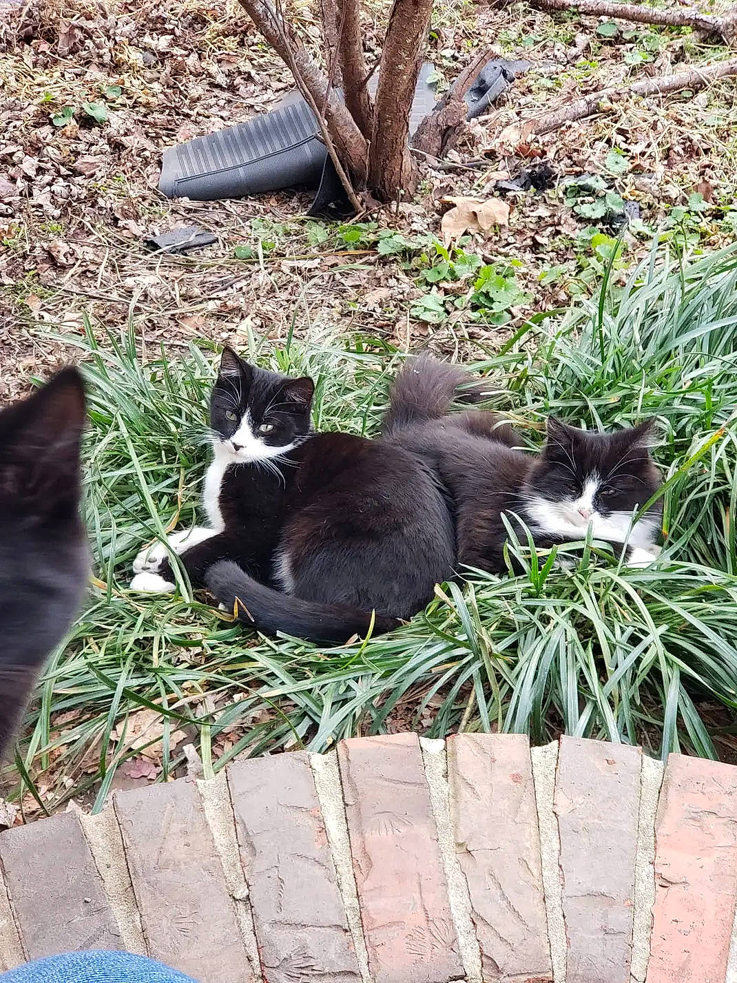 Peanut joined the competition — help win amazing prizes! black_cat, carnivore, cat, comfort, domestic_short_haired_cat, felidae, fur, grass, grass_family, grey, groundcover, mammal, plant, small_to_medium_sized_cats, snout, tail, terrestrial_animal, tints_and_shades, tree, whiskers