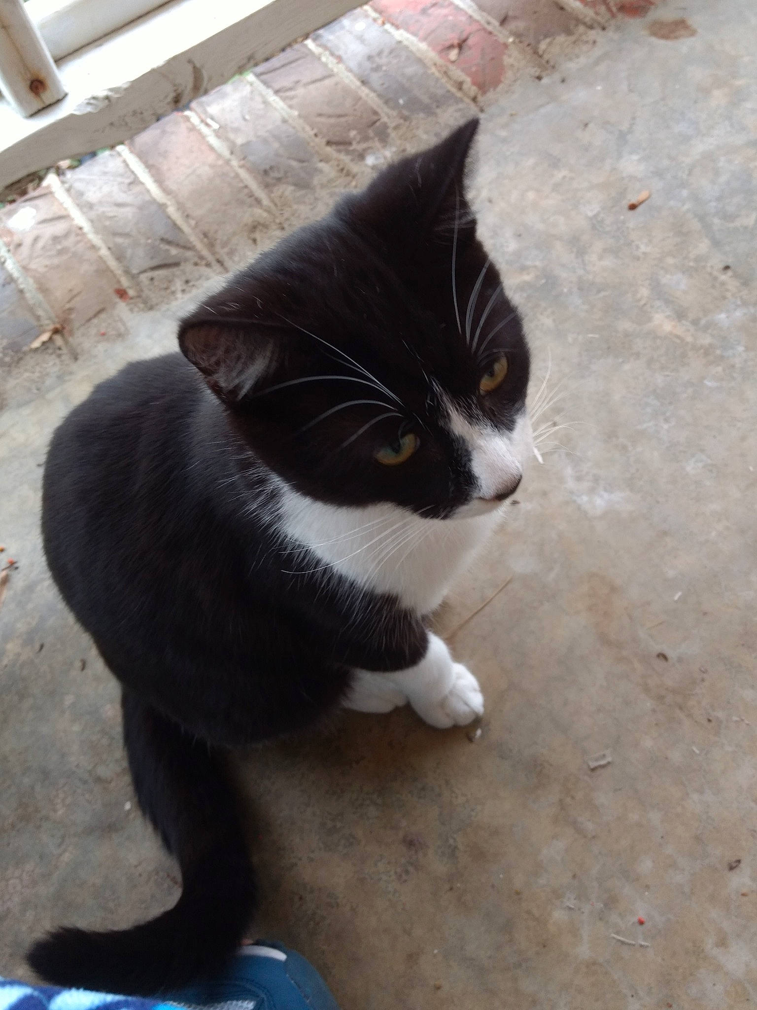 Peanut is registered to the contest to win money with this photo: black_cat, carnivore, cat, claw, concrete, domestic_short_haired_cat, felidae, flooring, foot, fur, grey, human_leg, paw, road_surface, sitting, small_to_medium_sized_cats, snout, tail, whiskers, window