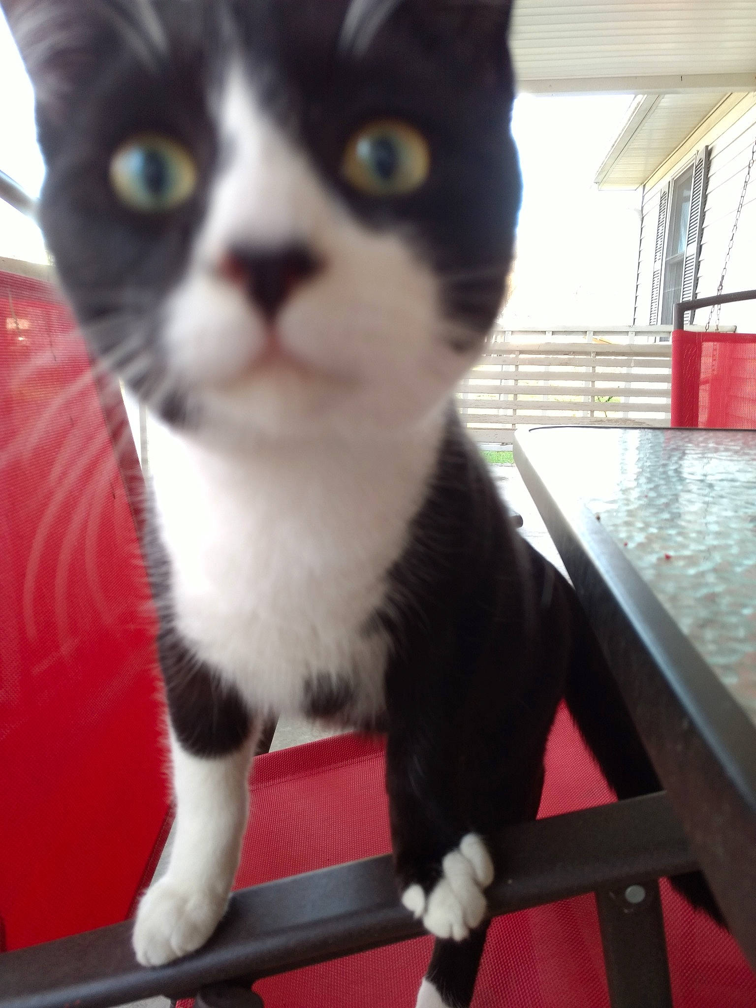 Peanut is registered to the contest to win money with this photo: black_cat, carnivore, cat, claw, domestic_short_haired_cat, felidae, foot, fur, paw, small_to_medium_sized_cats, tail, whiskers, window