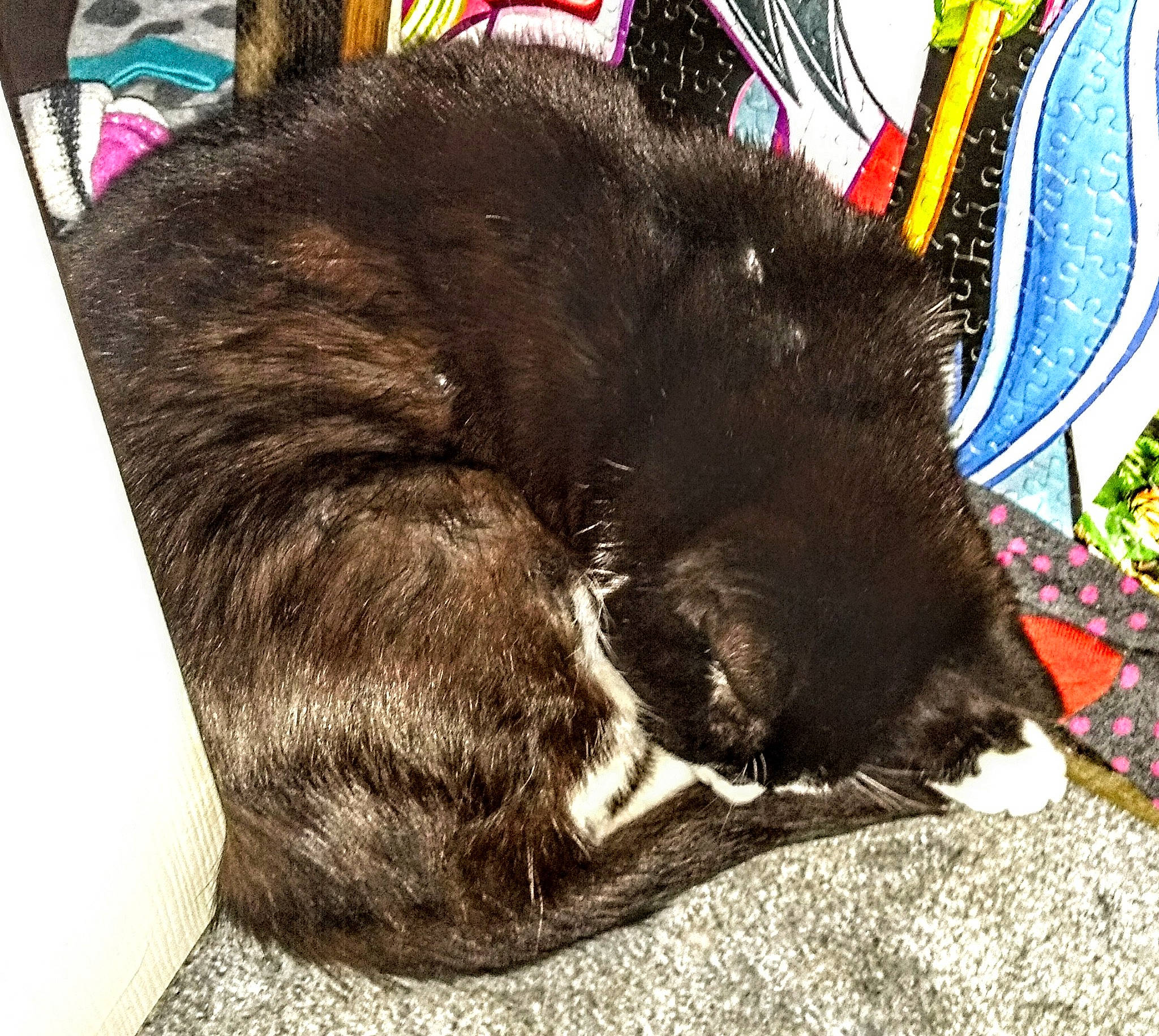 Acey is registered to the contest to win money with this photo: canidae, carnivore, cat, claw, companion_dog, dog_breed, domestic_short_haired_cat, ear, felidae, fur, nap, natural_material, plant, small_to_medium_sized_cats, snout, sporting_group, tail, terrestrial_animal, whiskers, working_animal