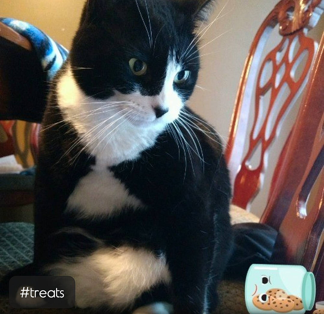 Acey joined the competition — help win amazing prizes! black_cat, carnivore, cat, claw, comfort, communication_device, domestic_short_haired_cat, felidae, formal_wear, fur, lap, mobile_phone, paw, portable_communications_device, small_to_medium_sized_cats, snout, tableware, tail, whiskers